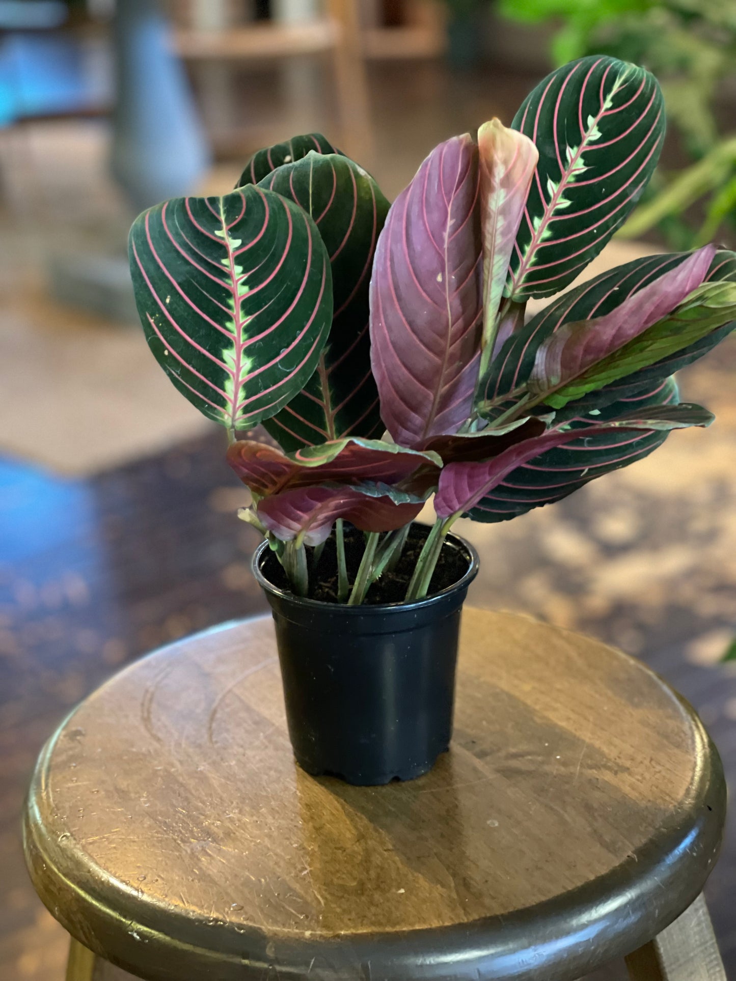 Maranta Red "Prayer Plant"