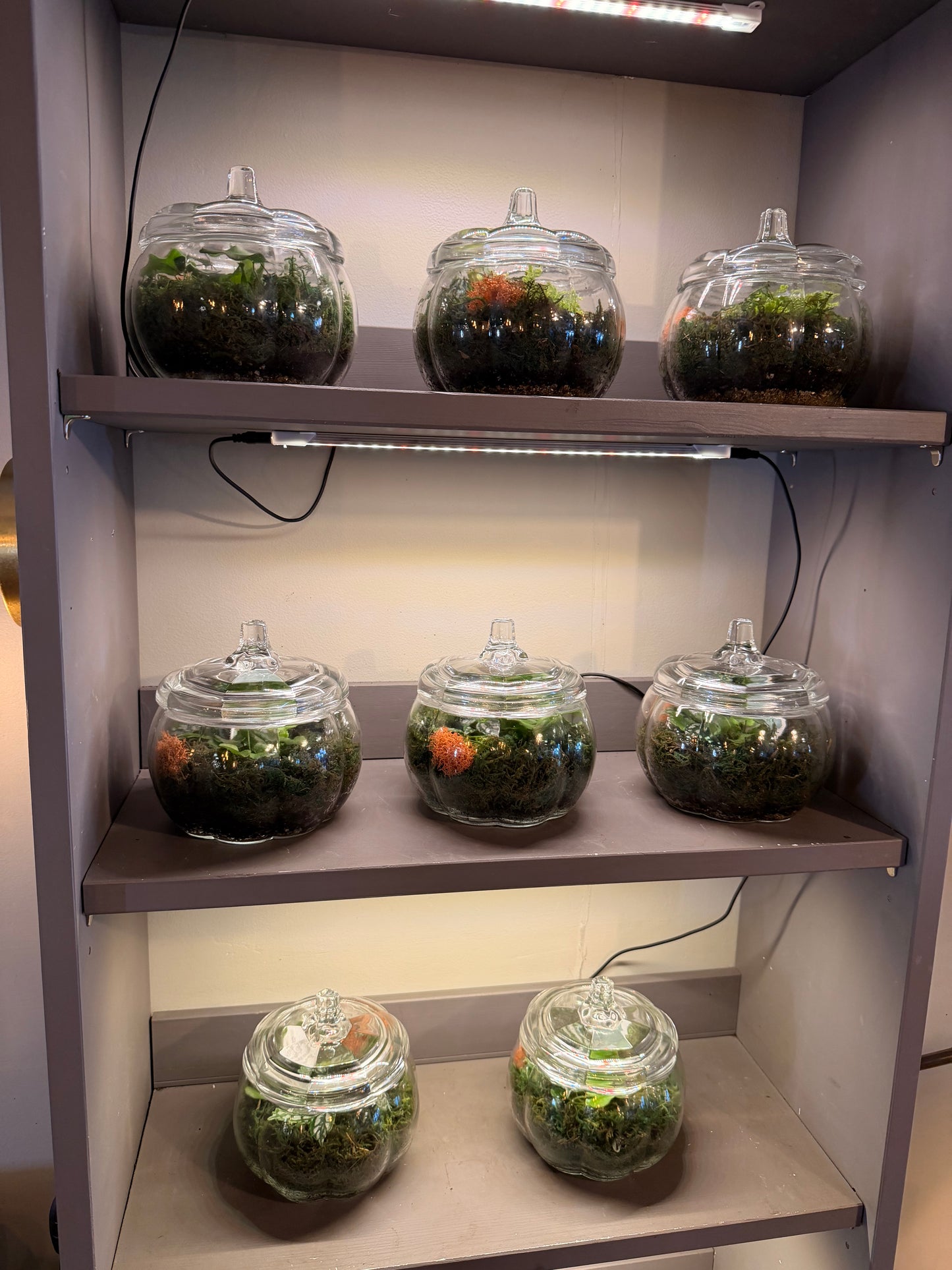 Glass Pumpkin Terrarium