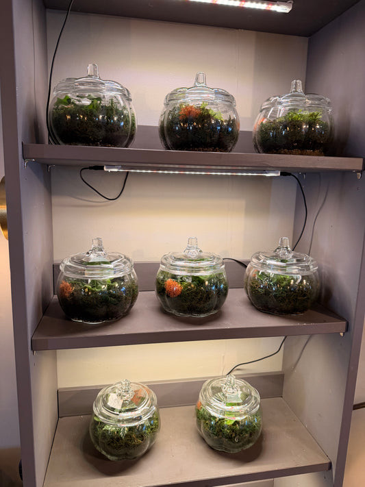 Glass Pumpkin Terrarium