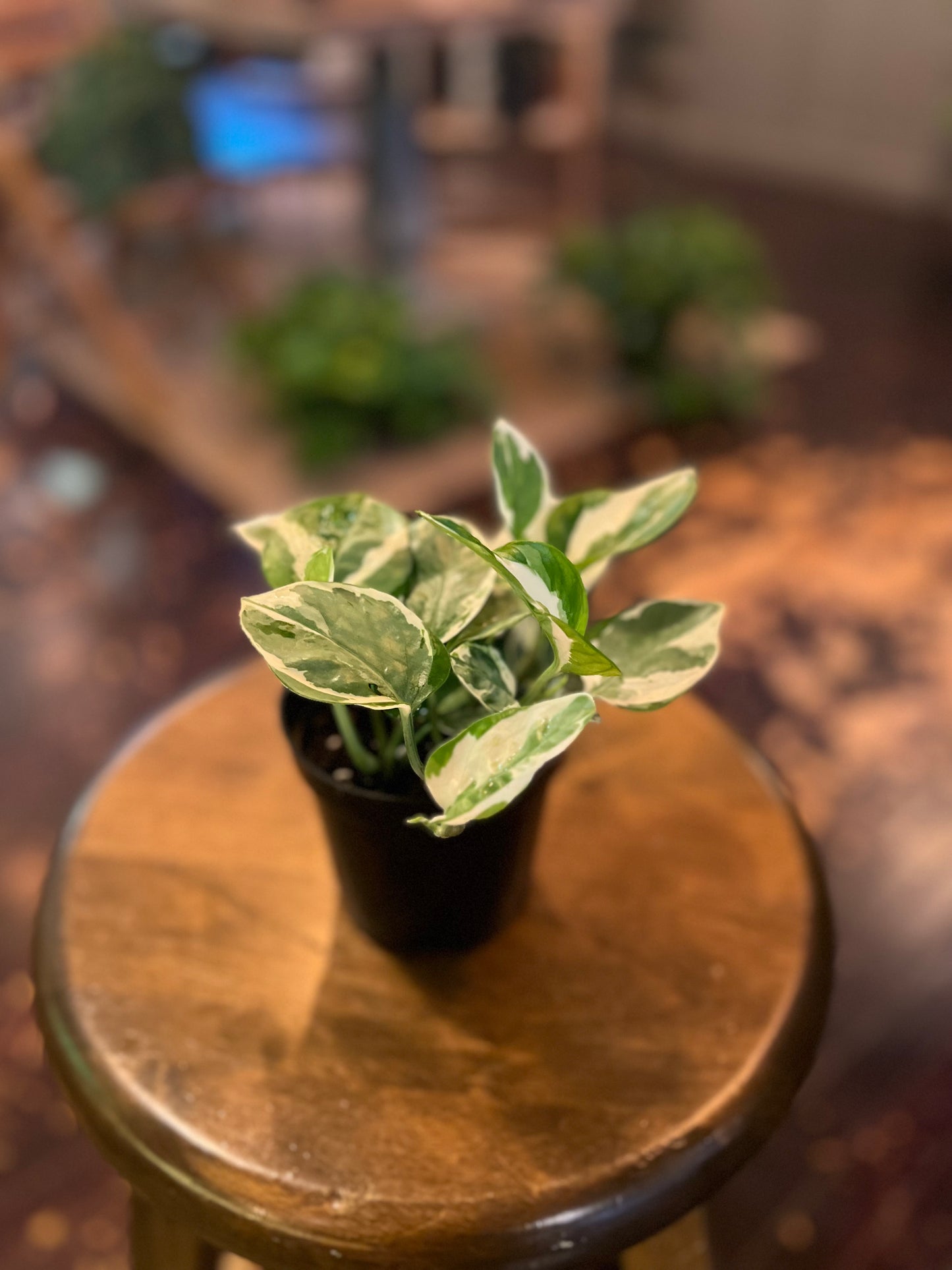 Pothos N'Joy