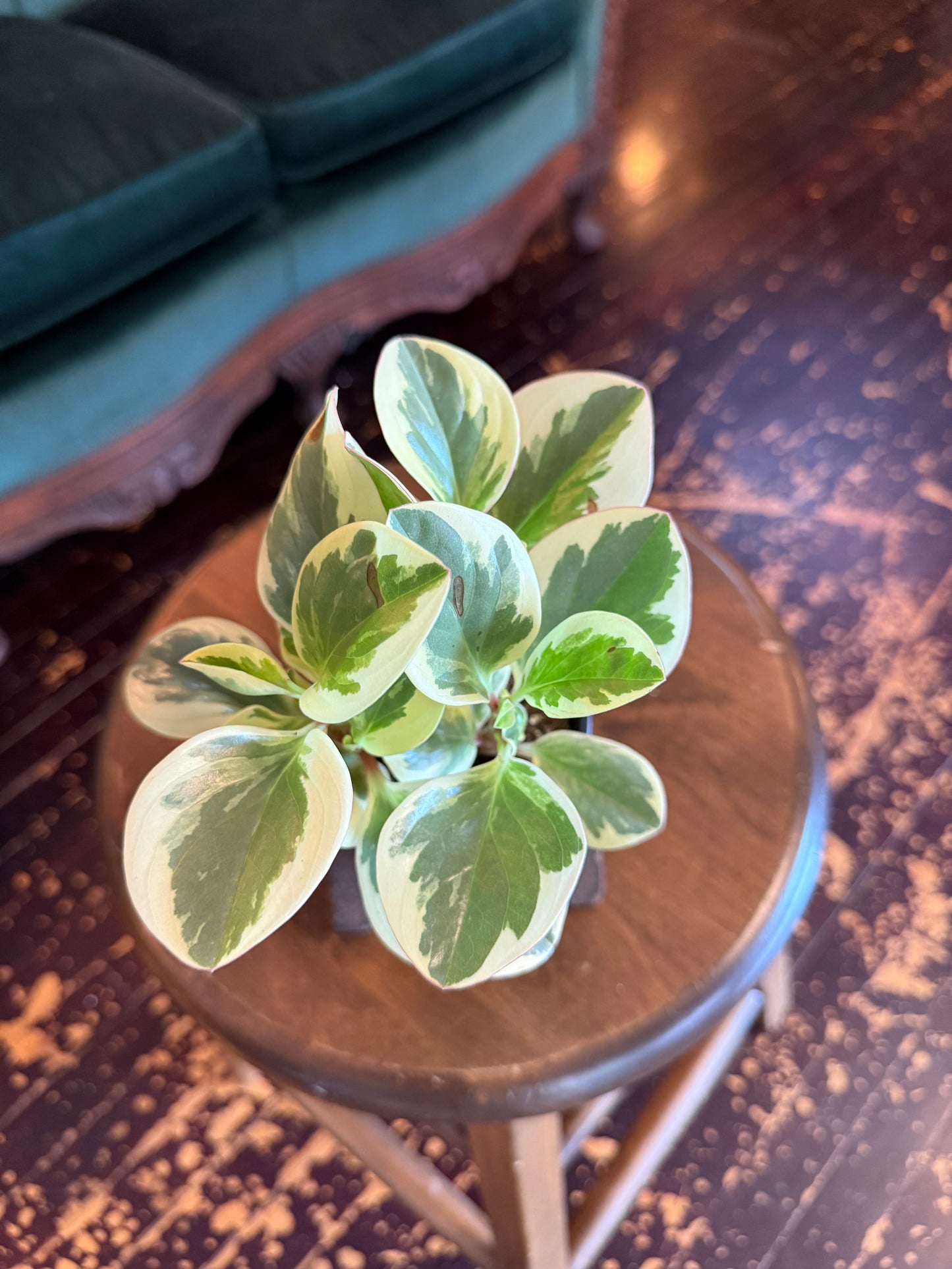Peperomia Obtusifolia Obtipan Bicolor