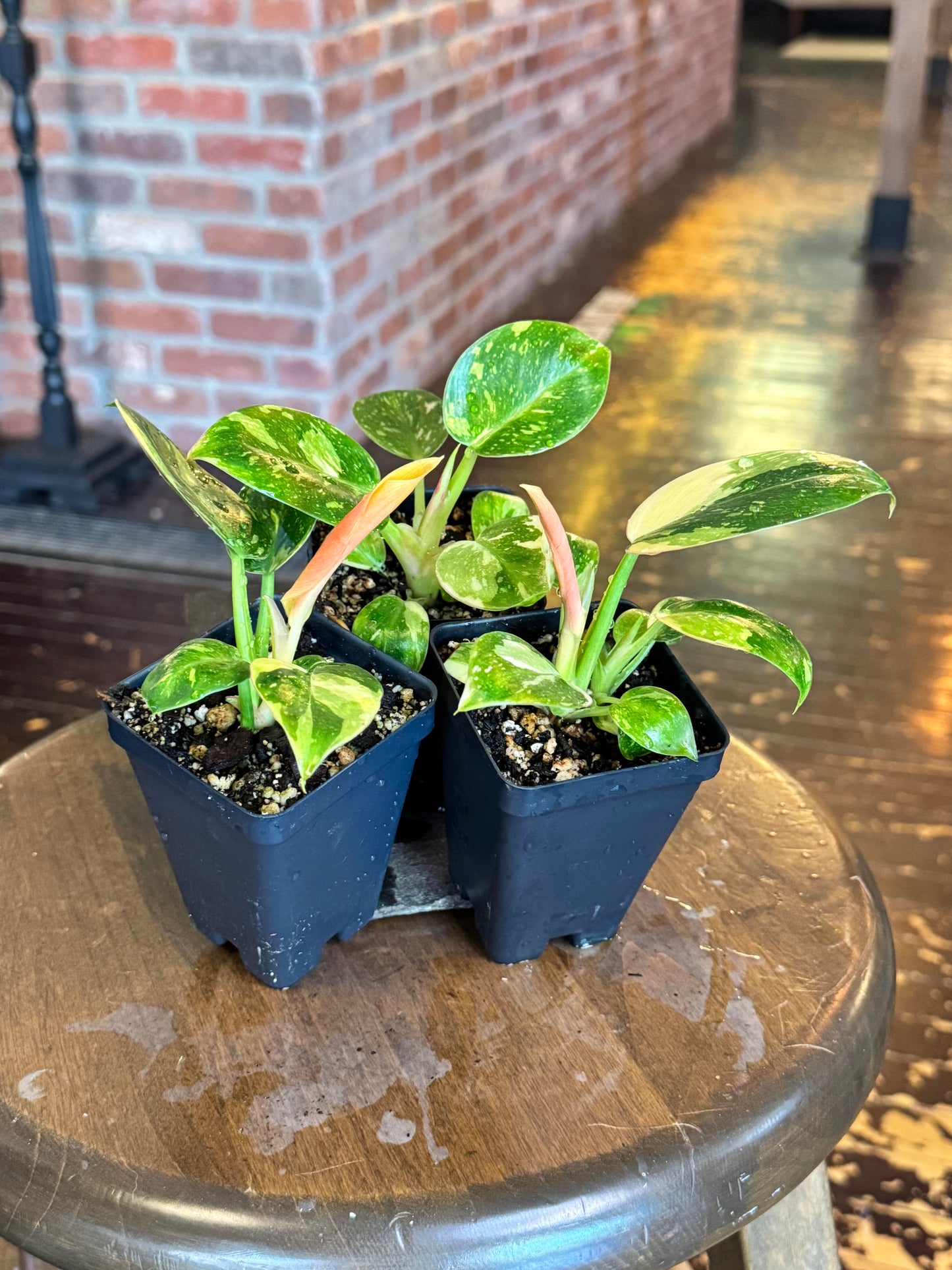 Philodendron Green Congo Nuclear