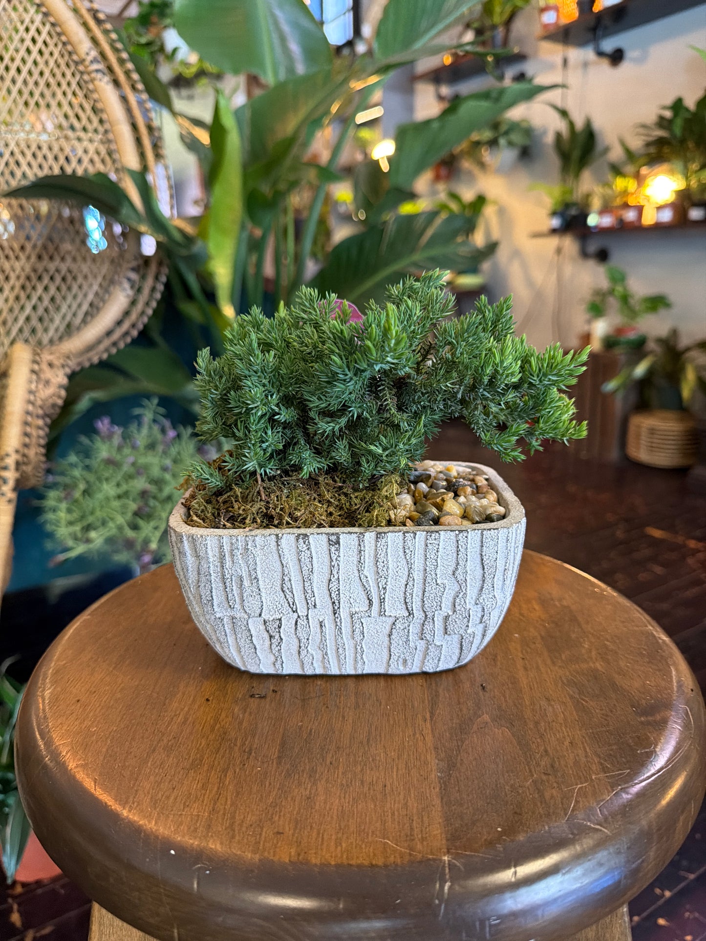 CYBER MONDAY: Juniper Bonsai - 1085