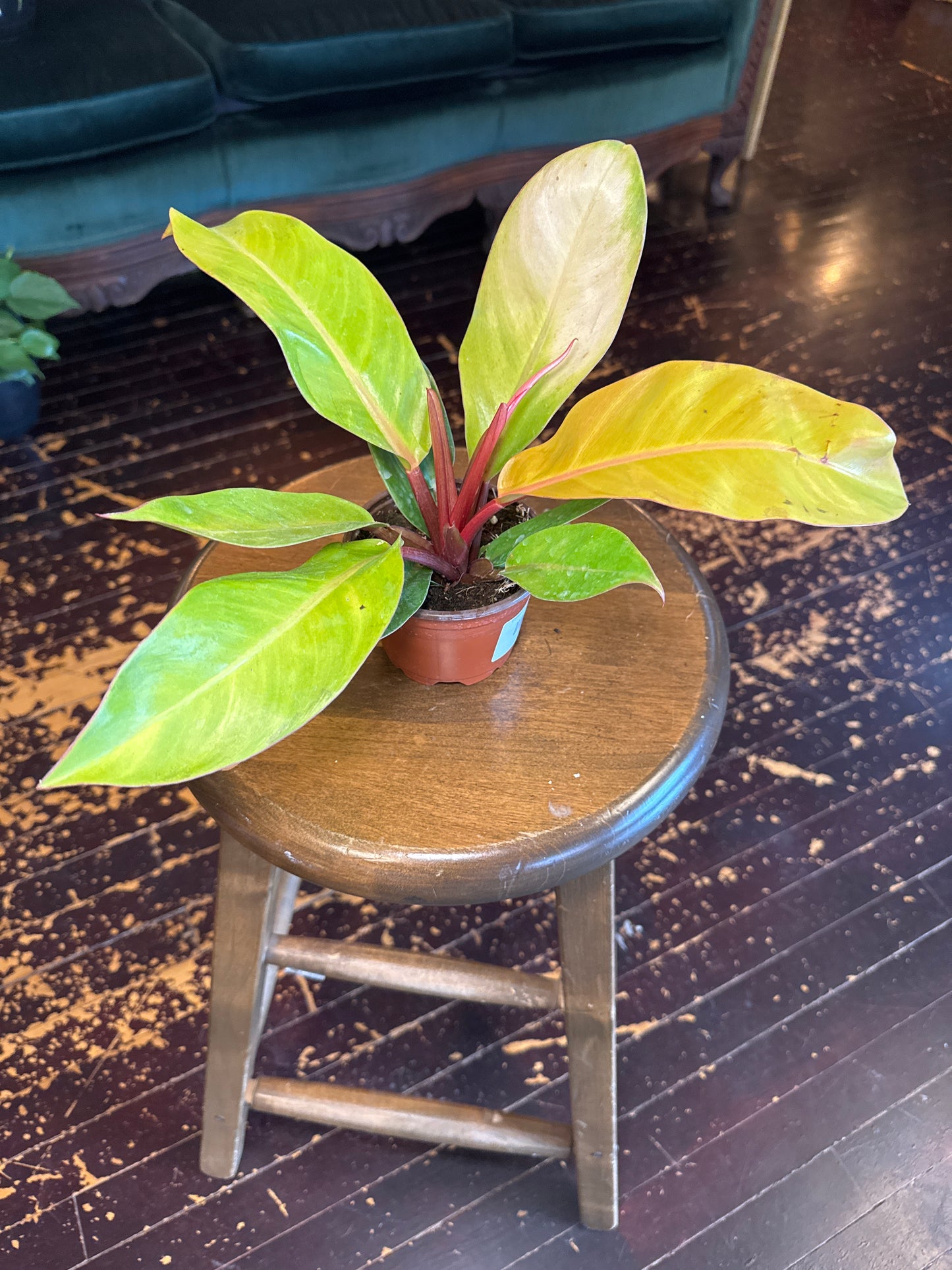 Philodendron Prince of Orange