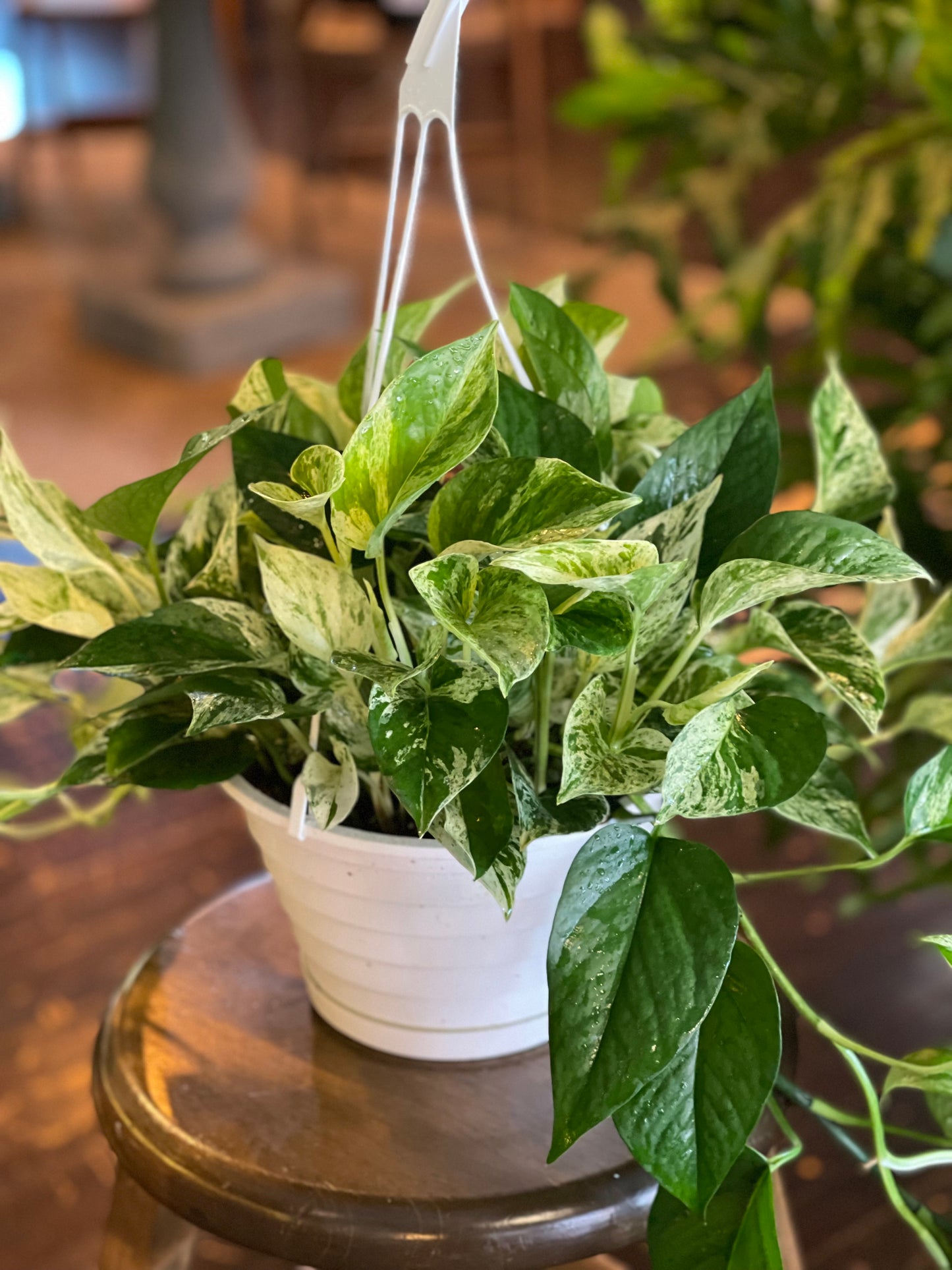 Marble Queen Pothos