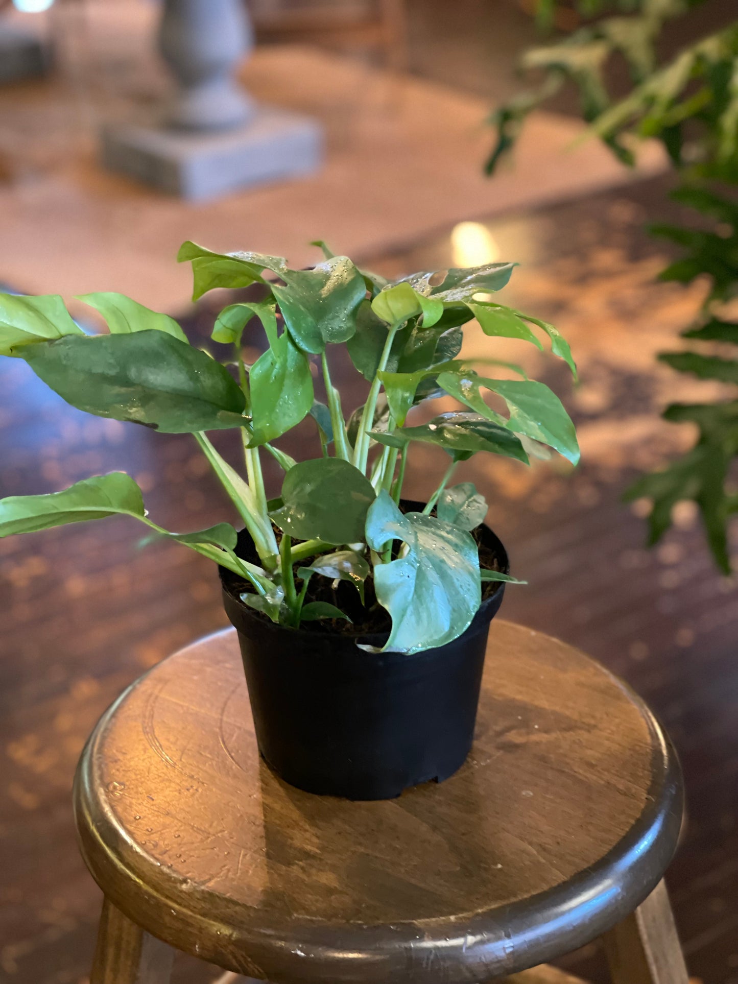 Monstera Minima - Rhaphidophora Tetrasperma