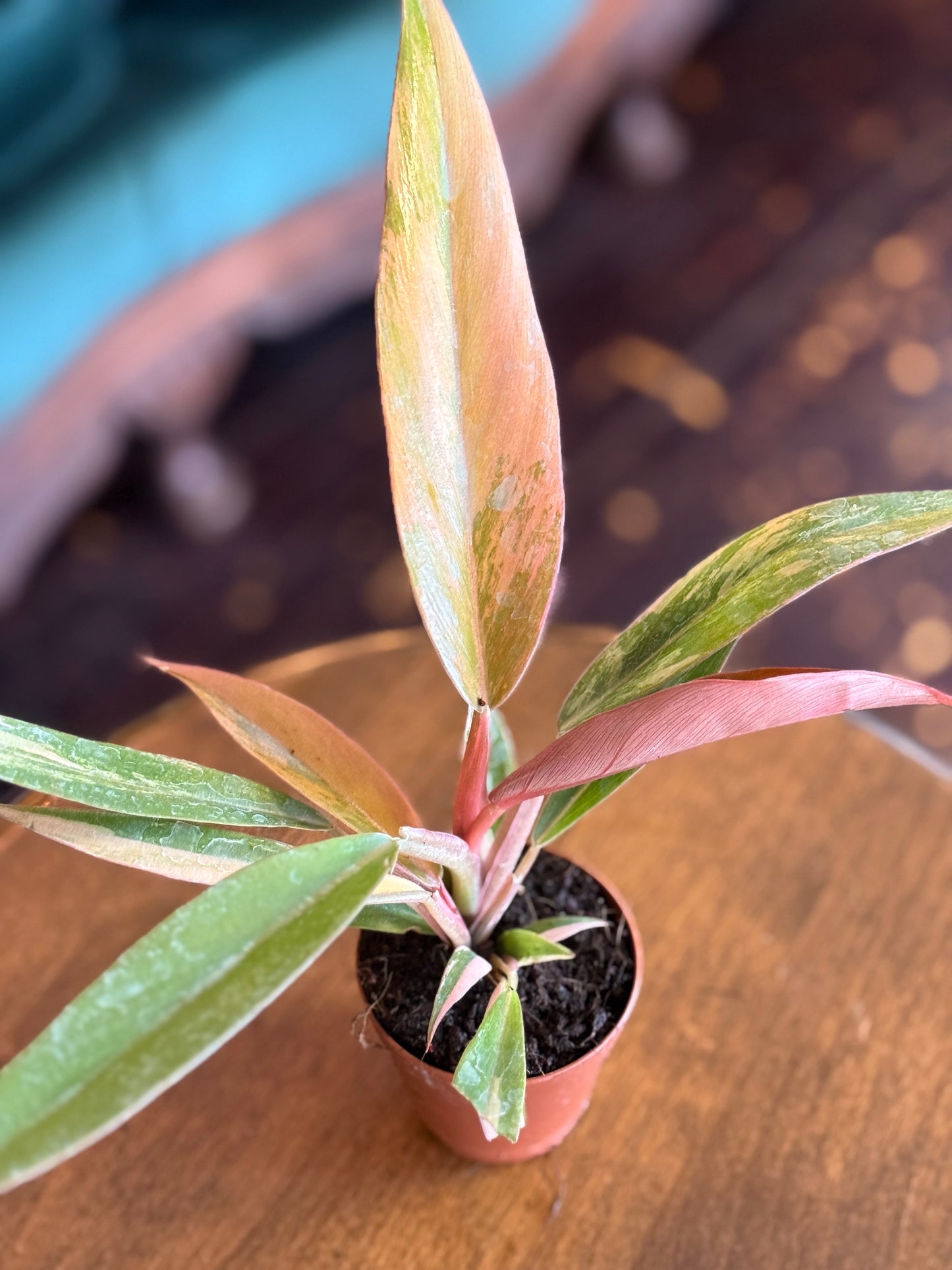 Philodendron Caramel Marble