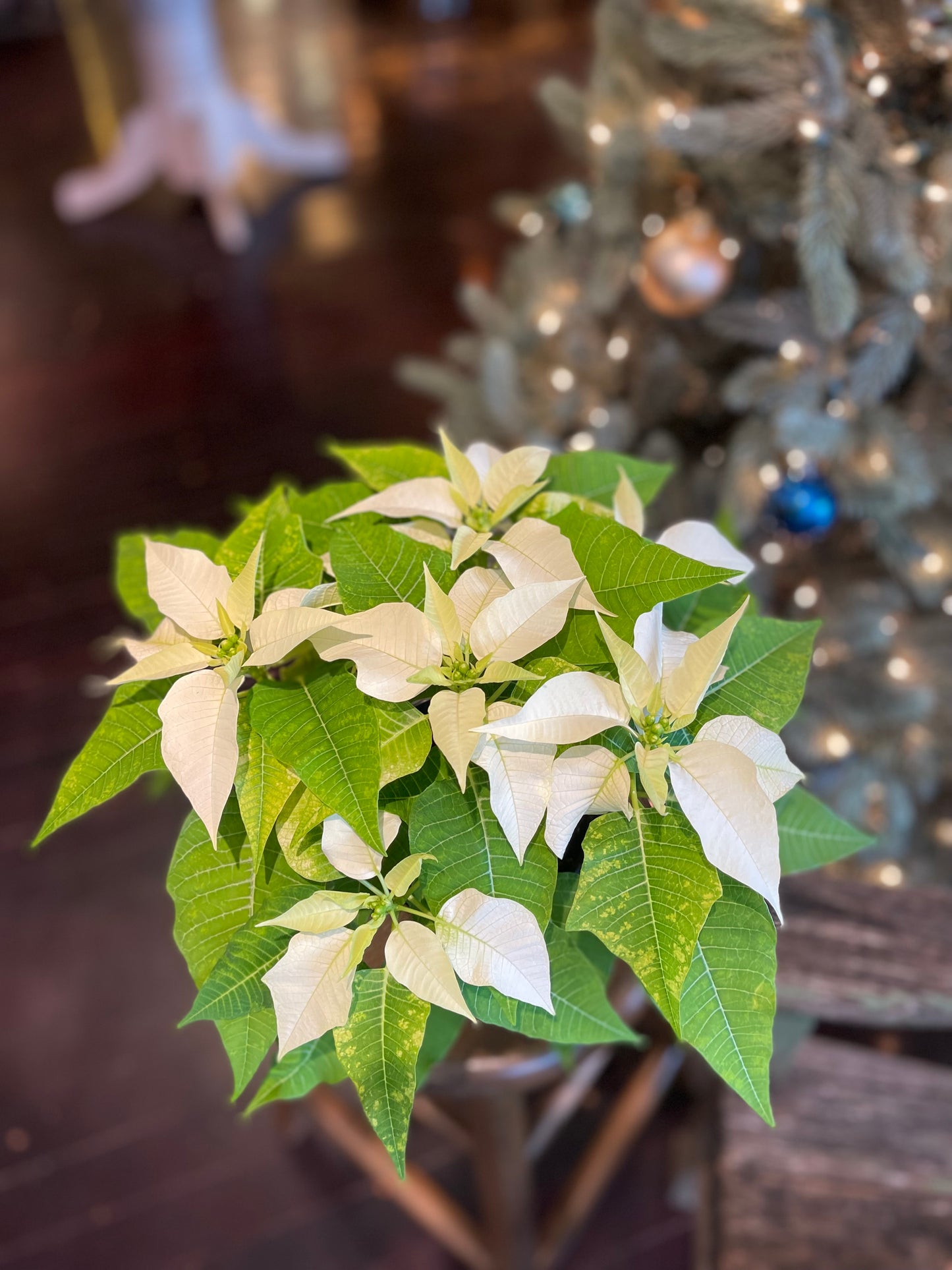 Poinsettia-Gram