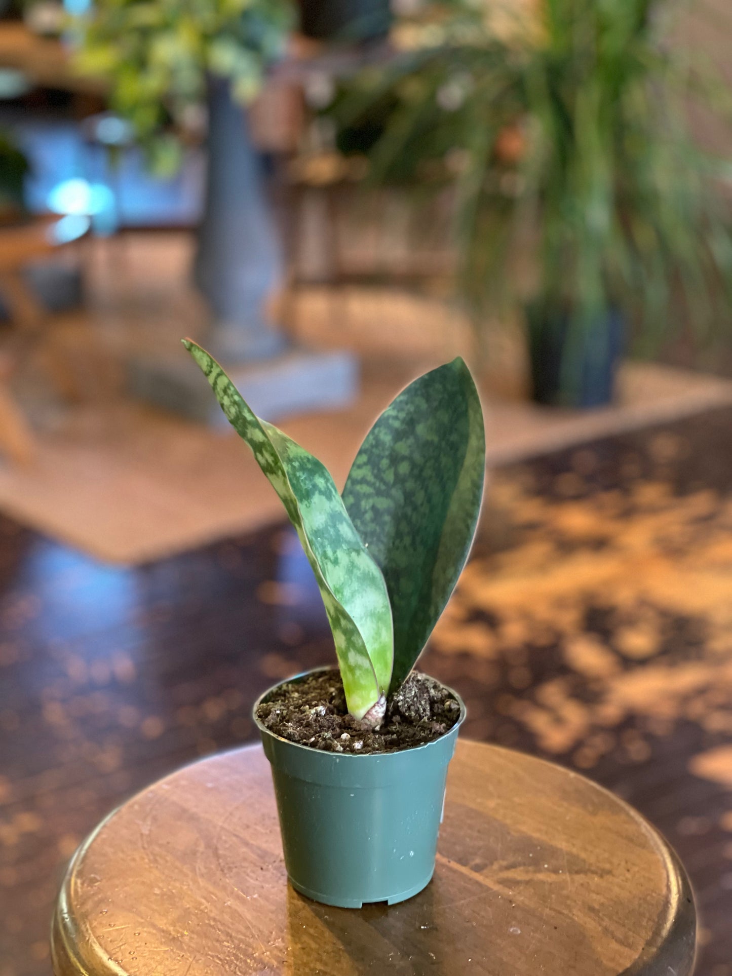 Whale Fin Snake Plant