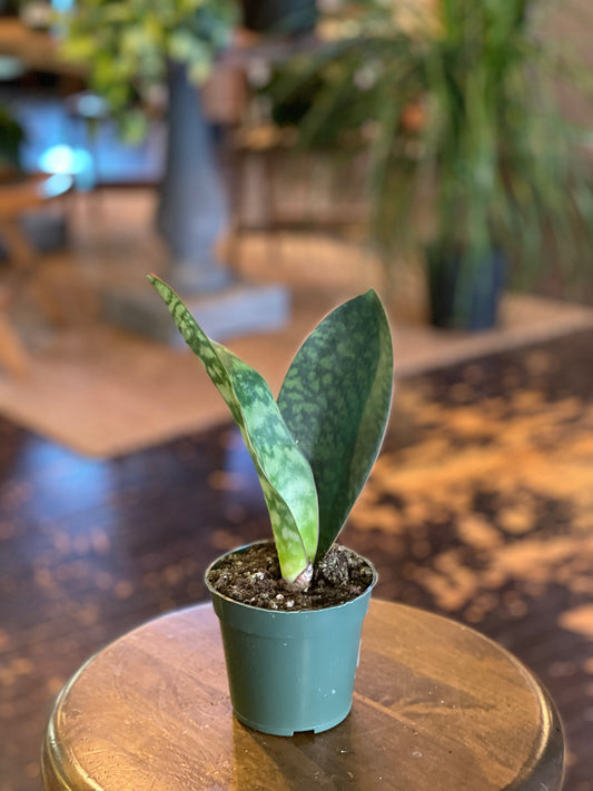 Whale Fin Snake Plant