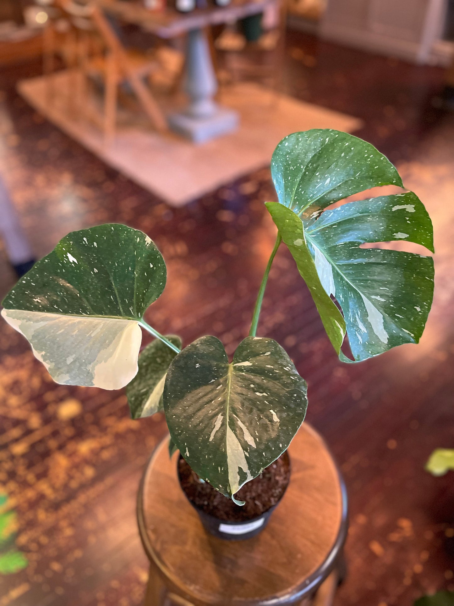 Monstera Thai Constellation