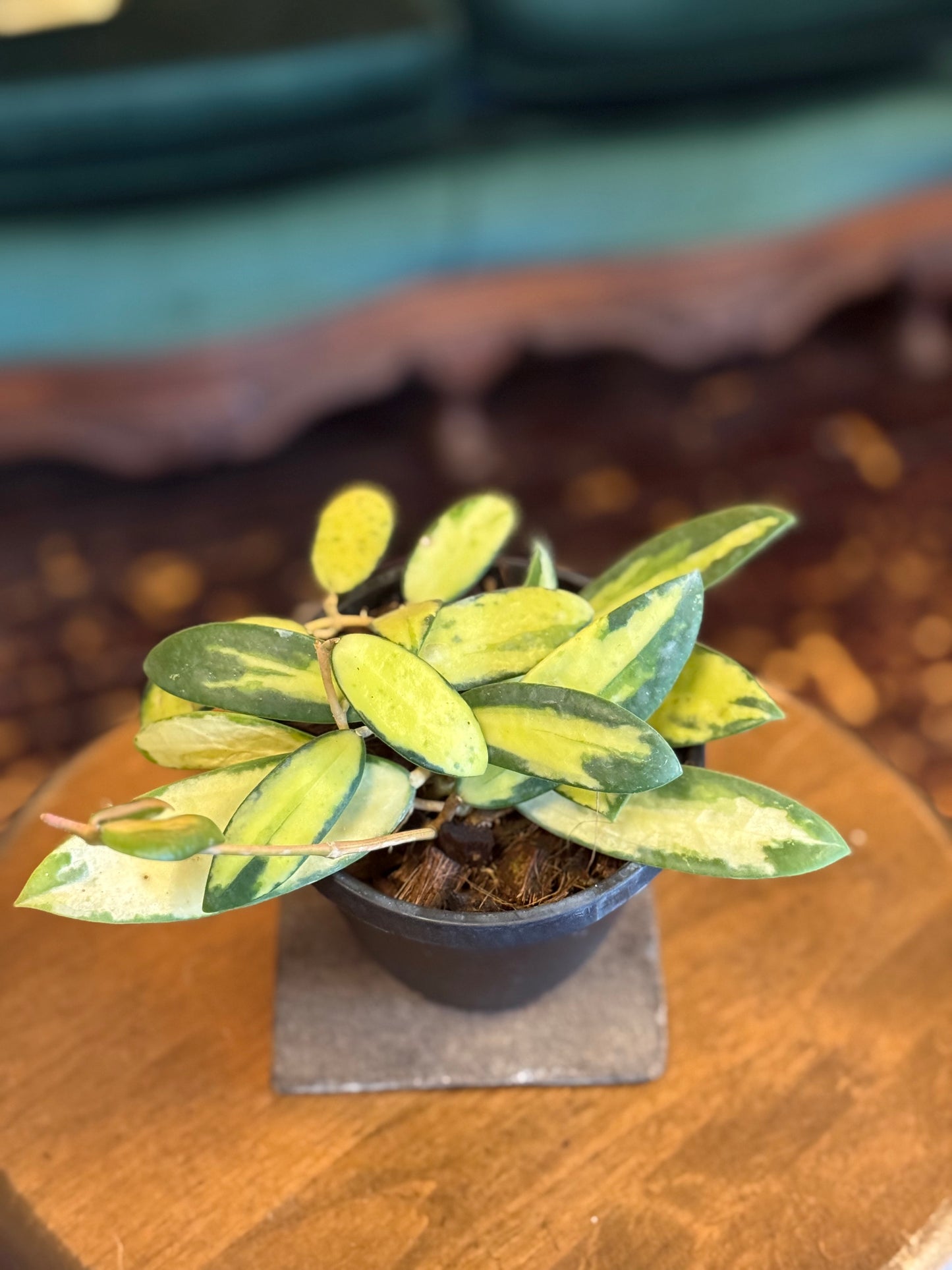 Hoya acuta (Inner variegation)