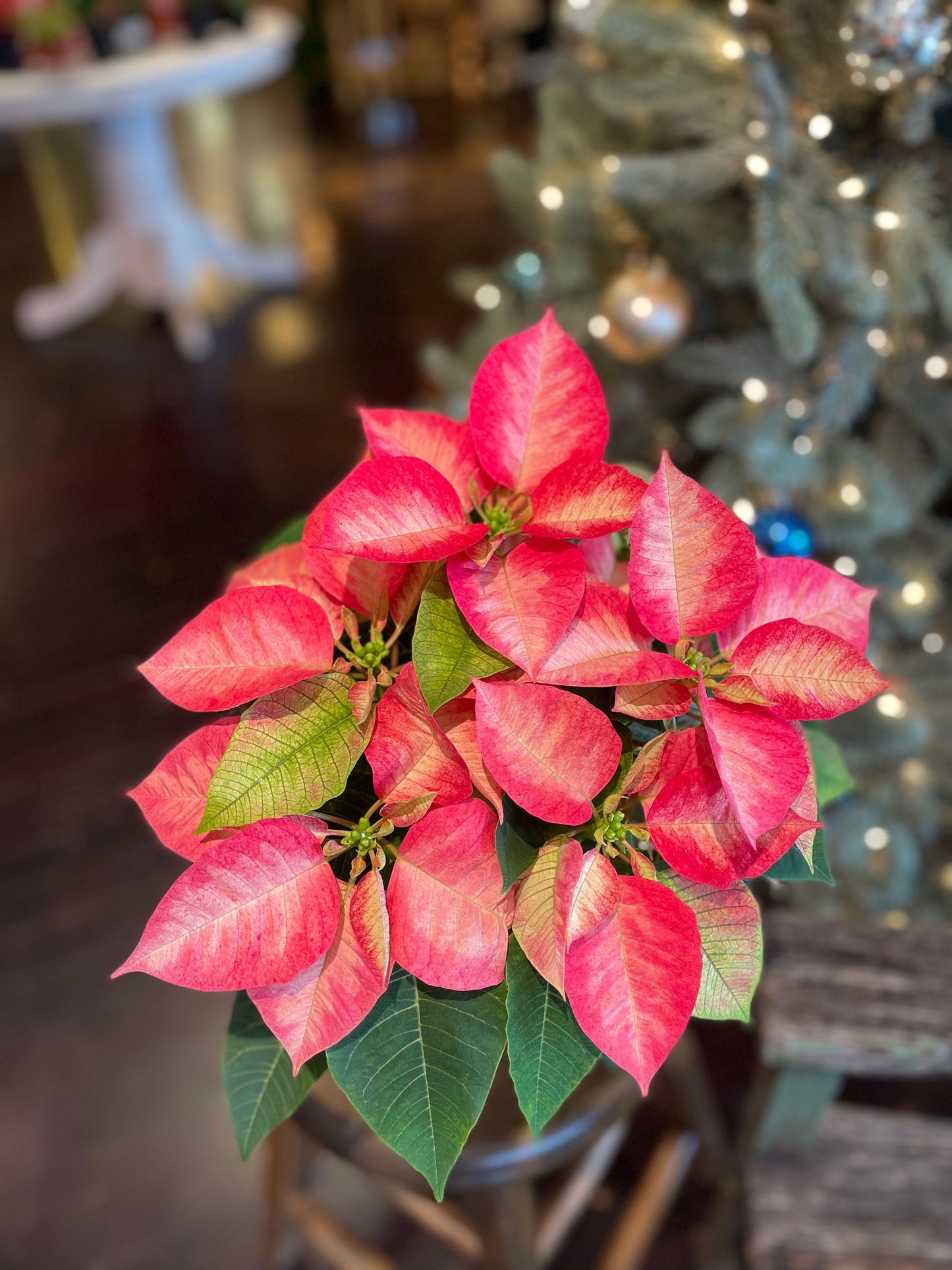Poinsettia-Gram