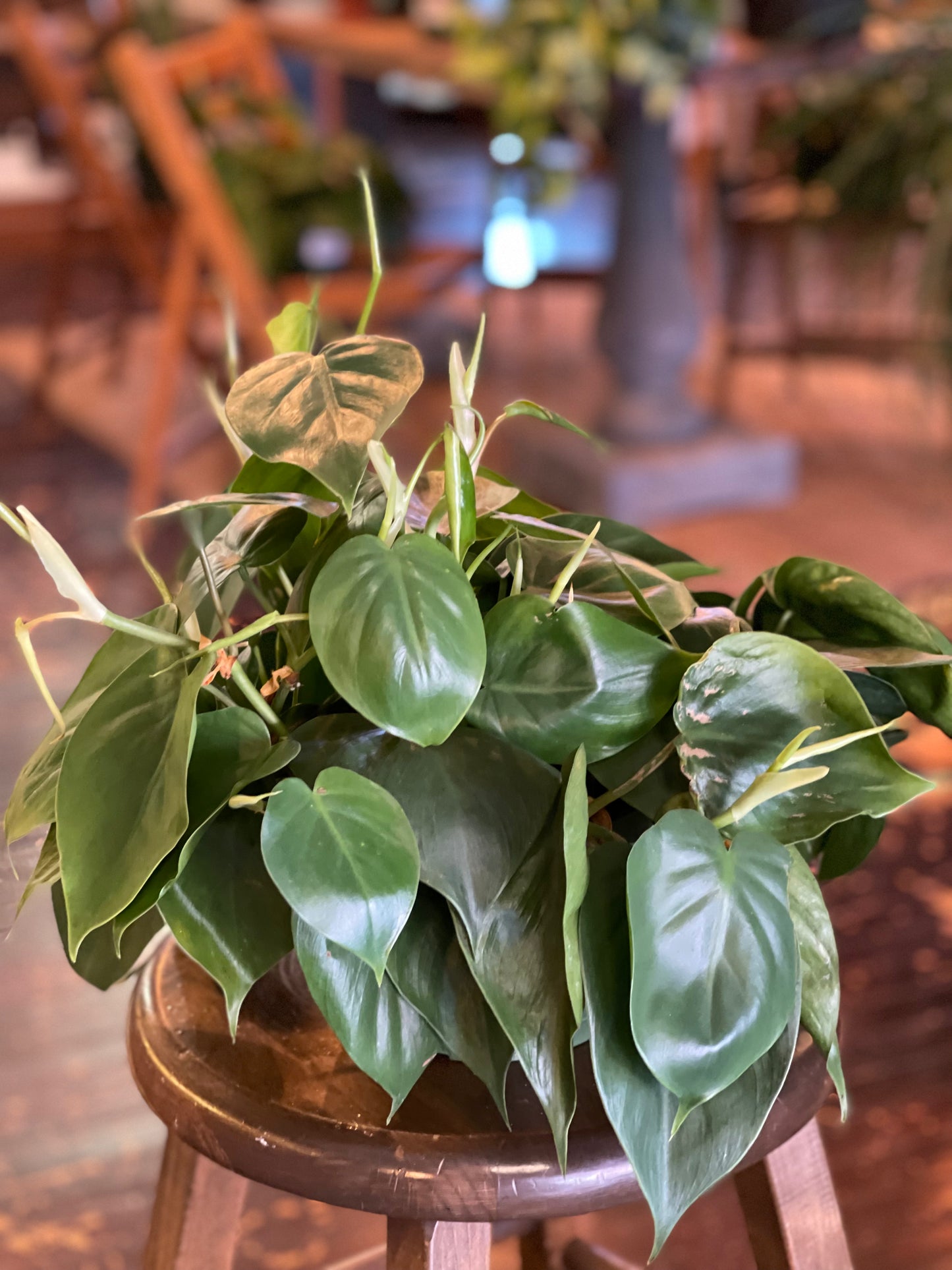 Philodendron Heart Leaf (Cordatum)