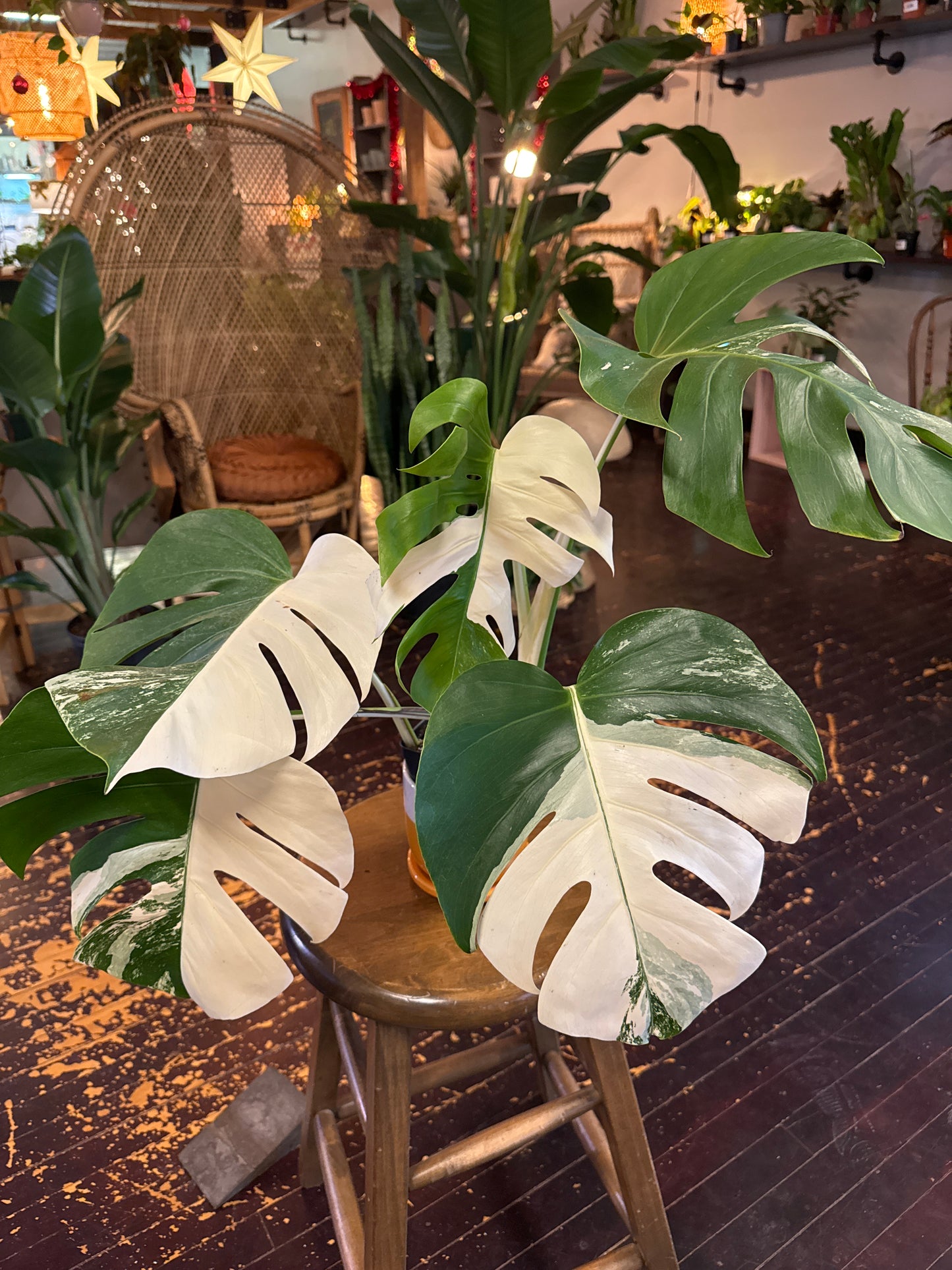 Monstera Deliciosa “Albo” borsigiana