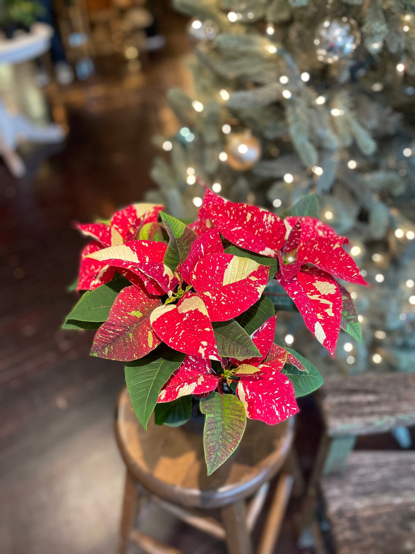 Poinsettia-Gram