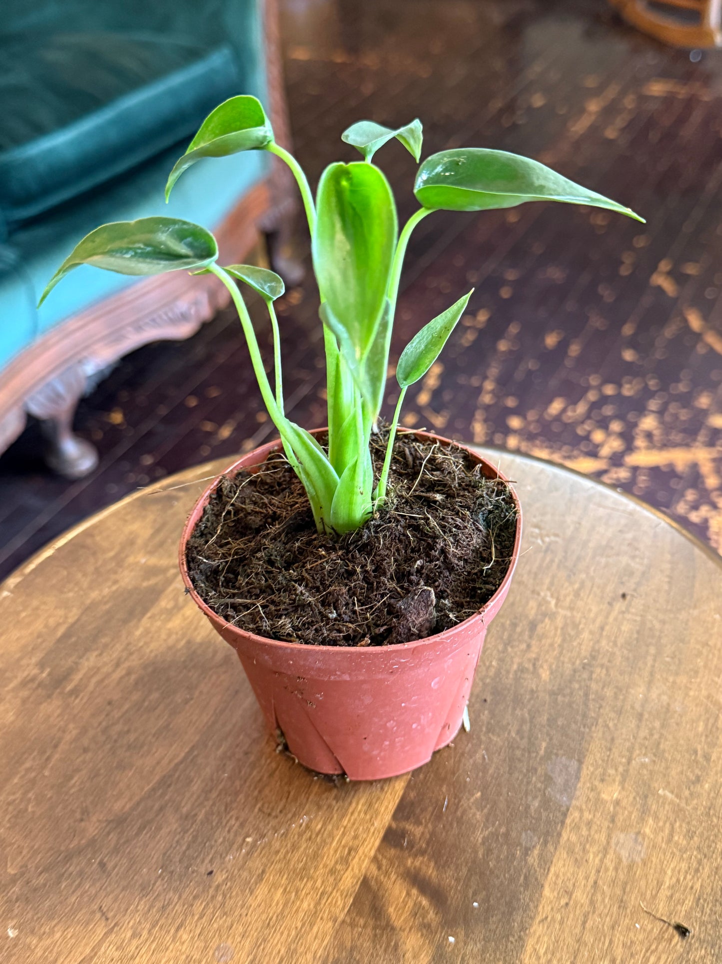 Alocasia Tiny Dancer