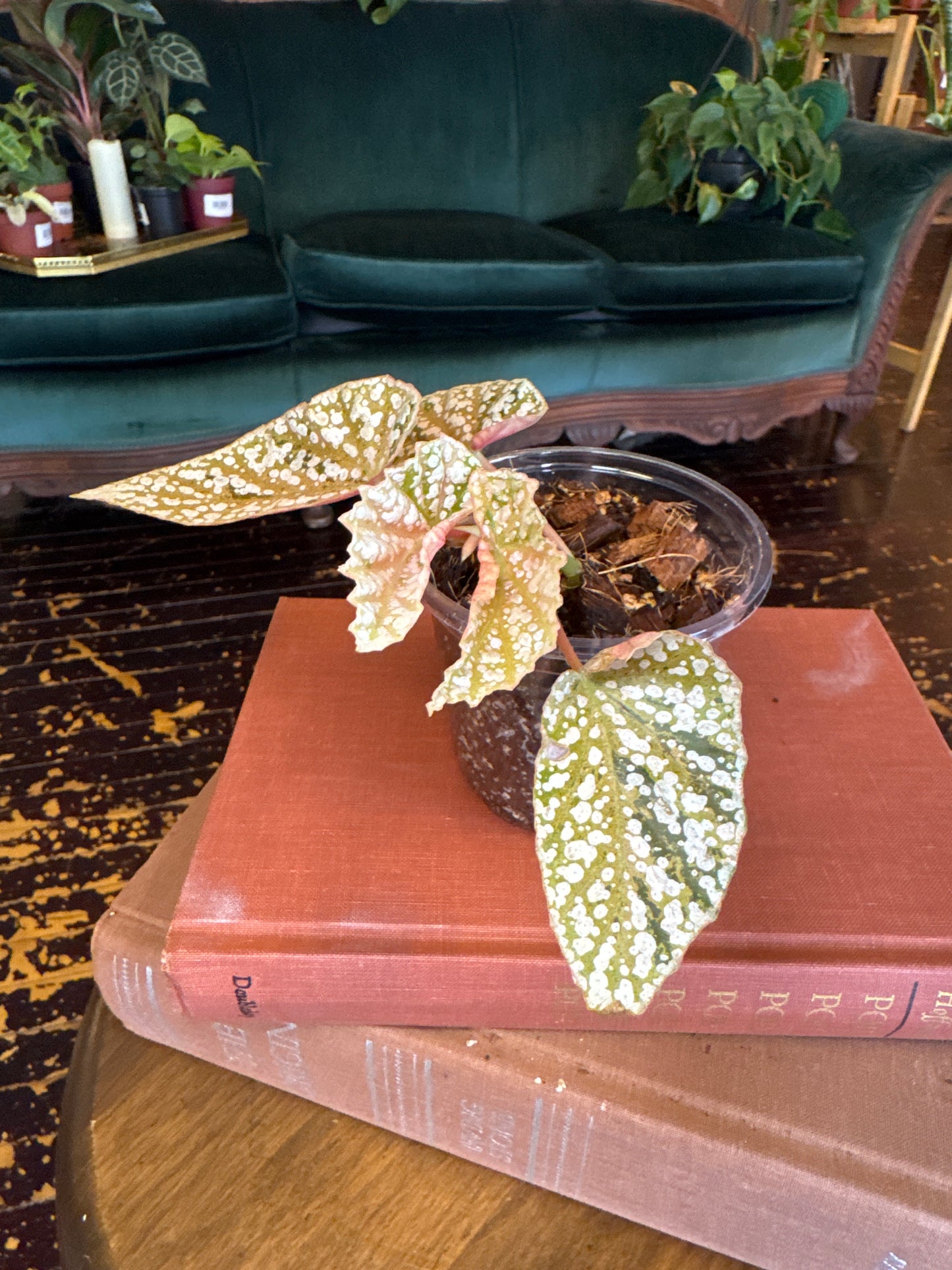 Begonia Snow Capped Variegated