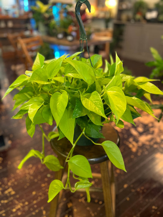 Neon Pothos