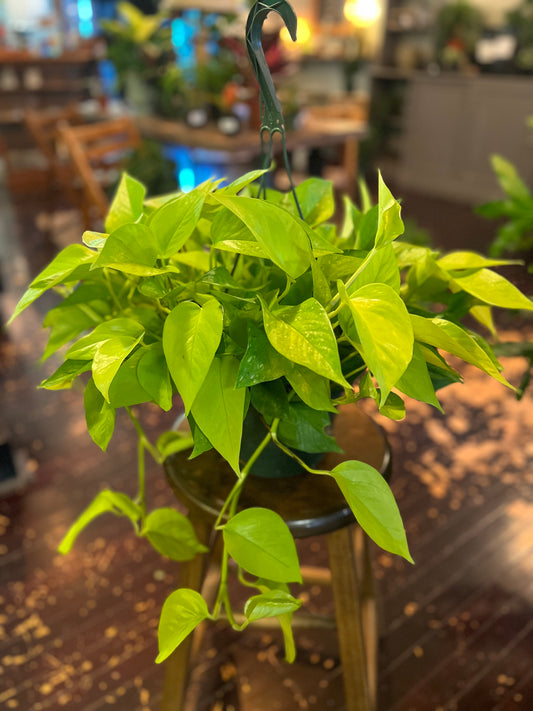 Neon Pothos Hanging Basket