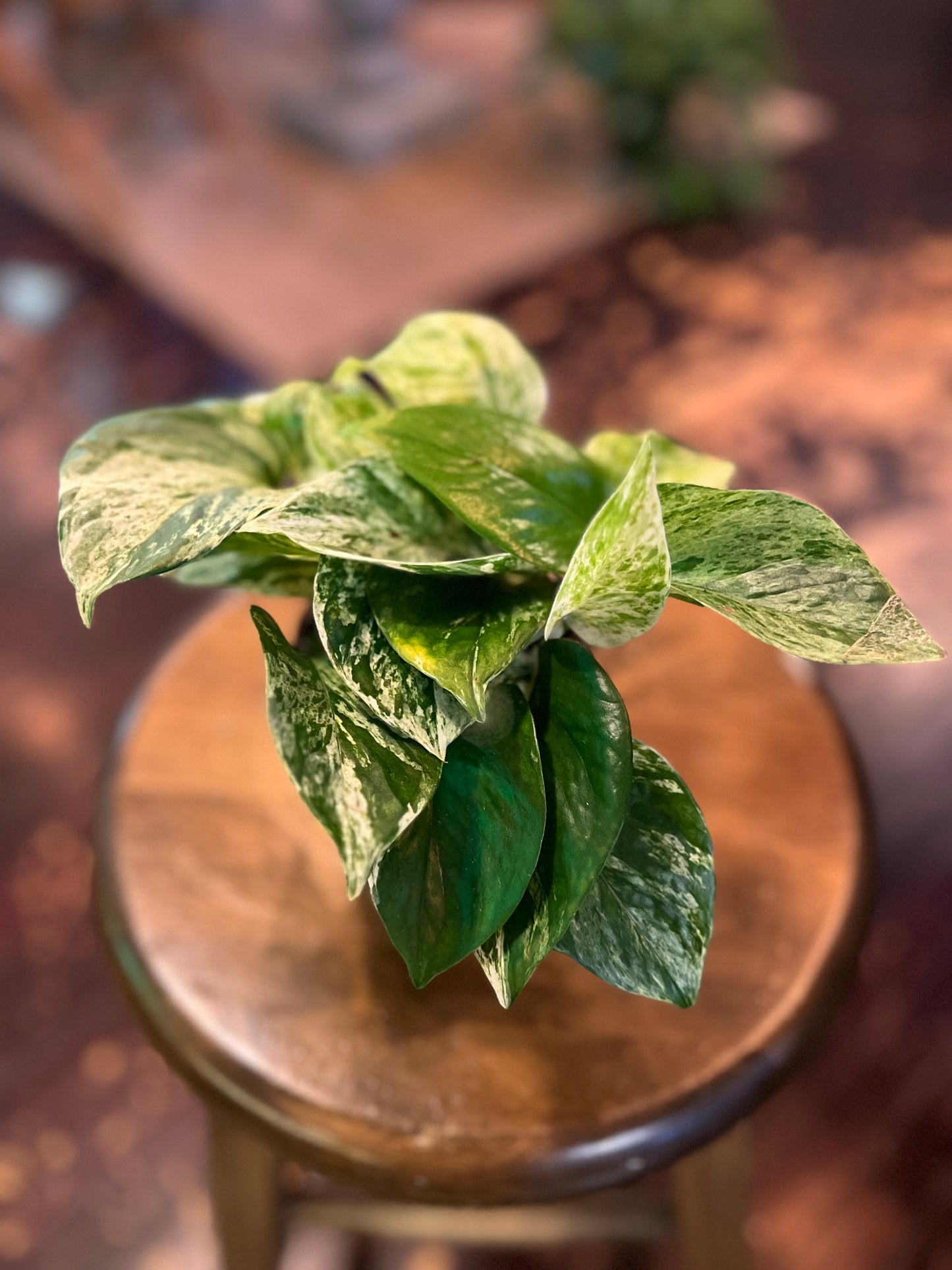 Marble Queen Pothos