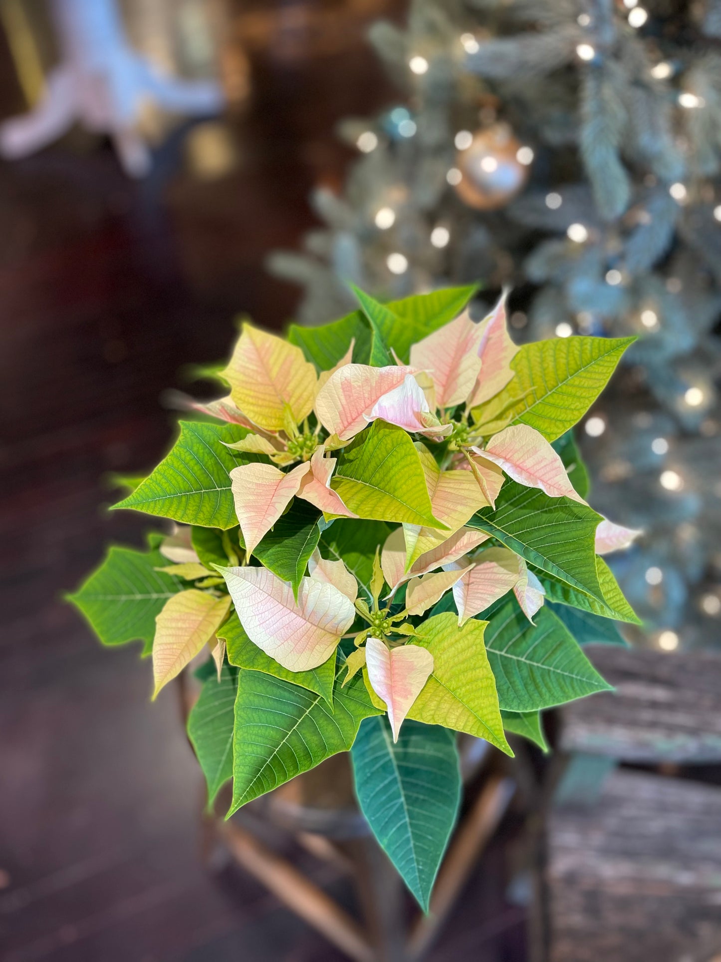Poinsettia-Gram