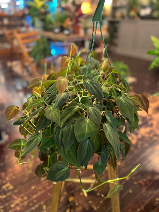 Philodendron Micans