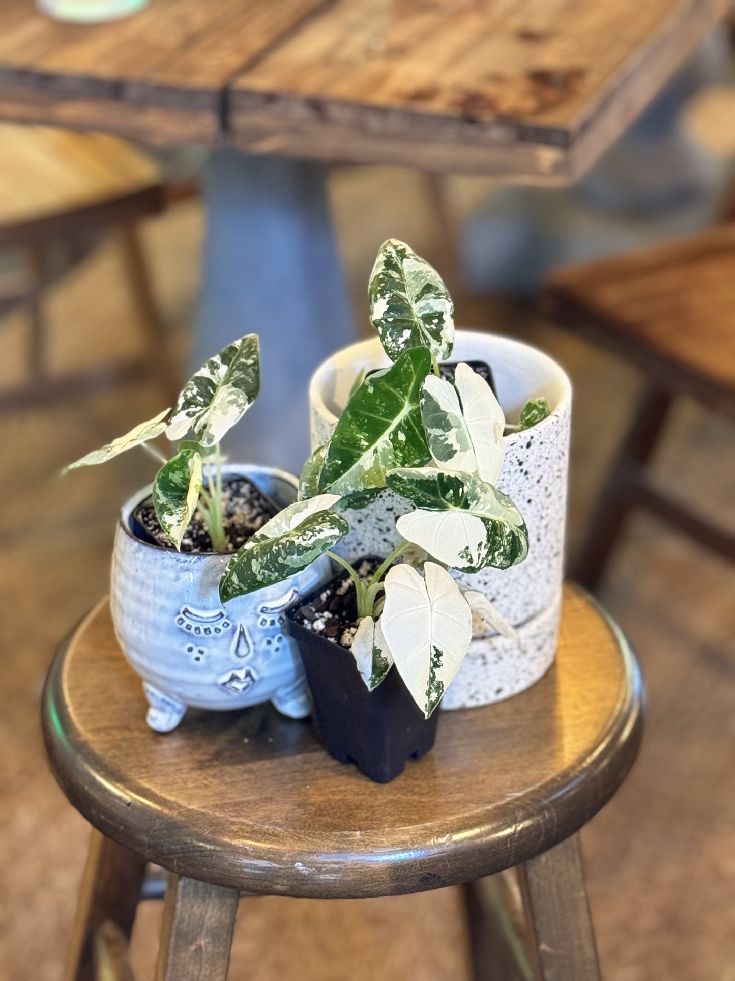 Alocasia Frydek Albo Variegated