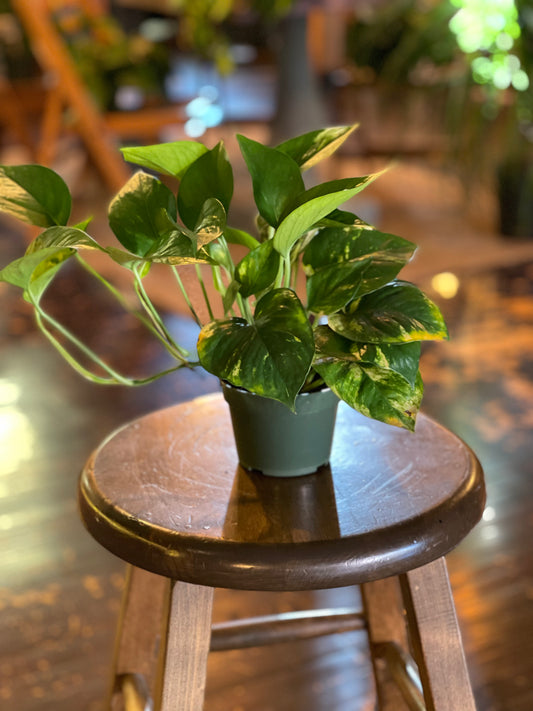 Golden Pothos