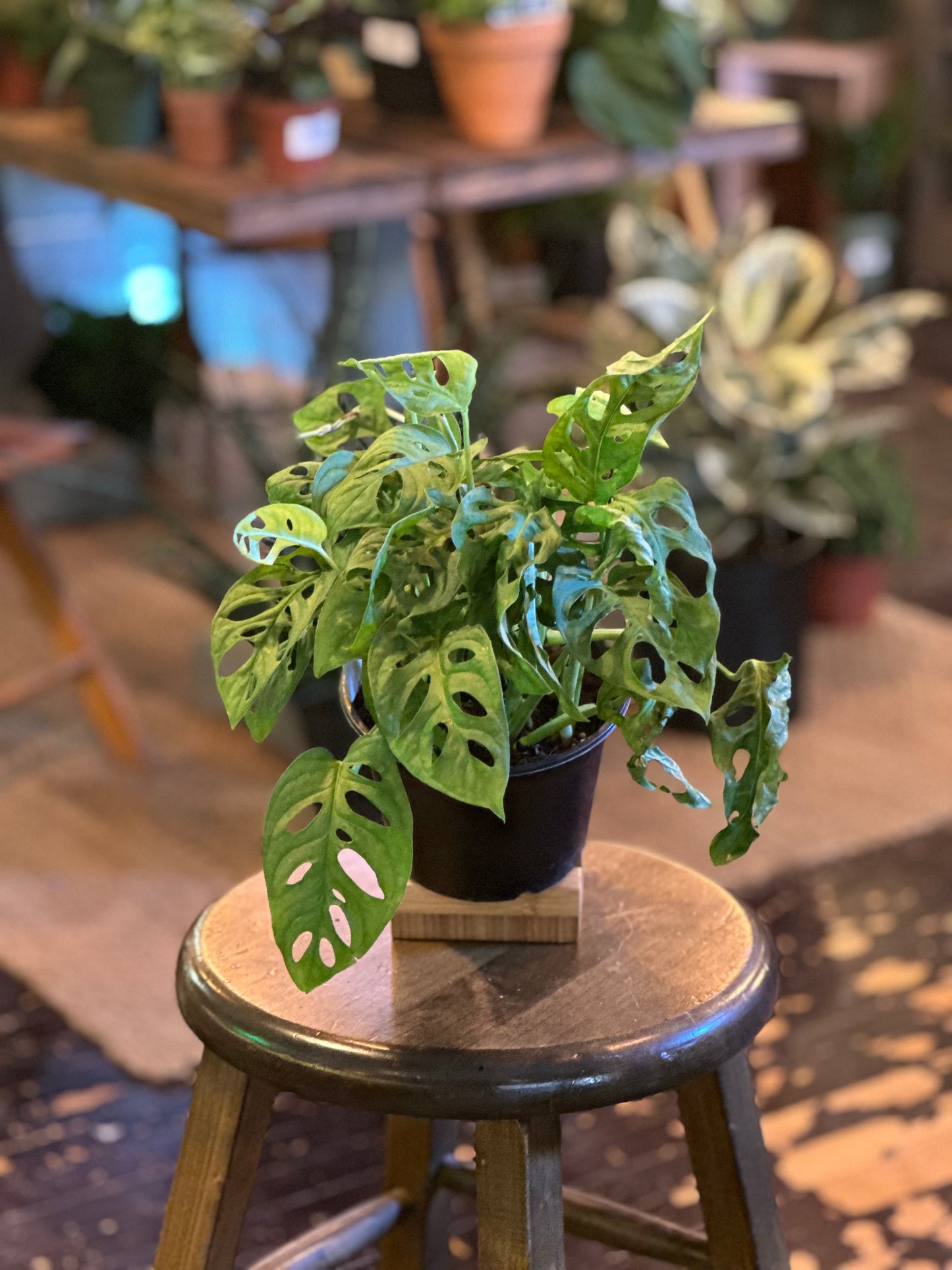Monstera Adansonii "Swiss Cheese"