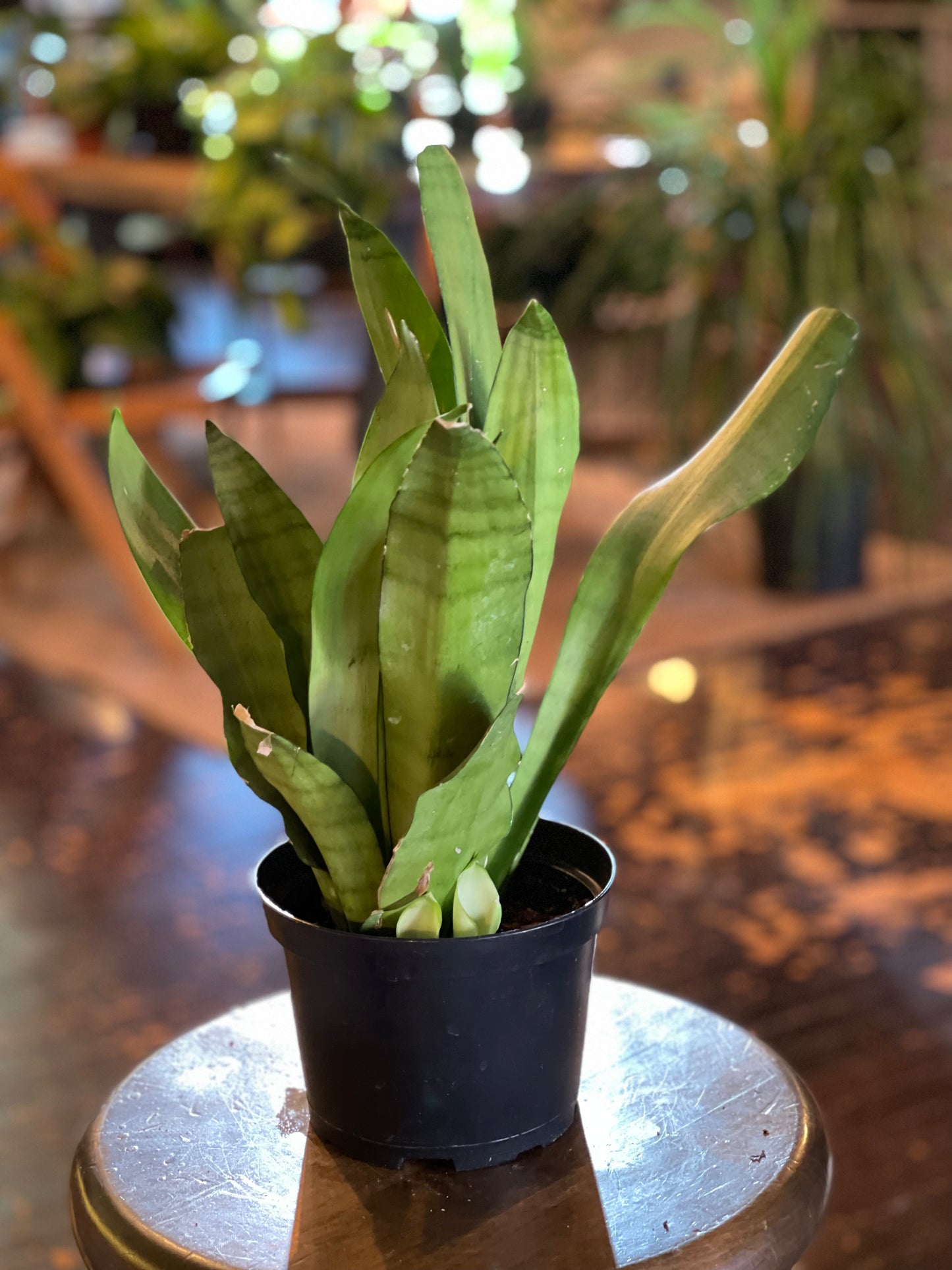 Sansevieria Moonshine
