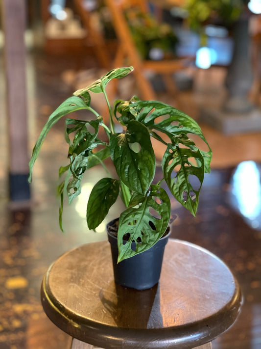 Monstera Adansonii "Swiss Cheese"
