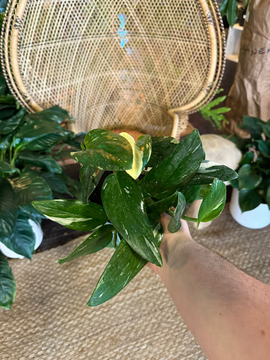 Monstera Standleyana Albo