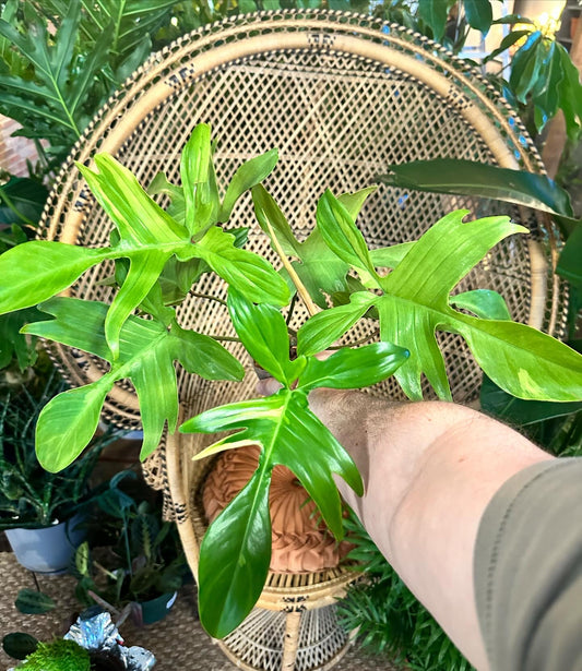 Philodendron Florida Ghost “‘Mint”