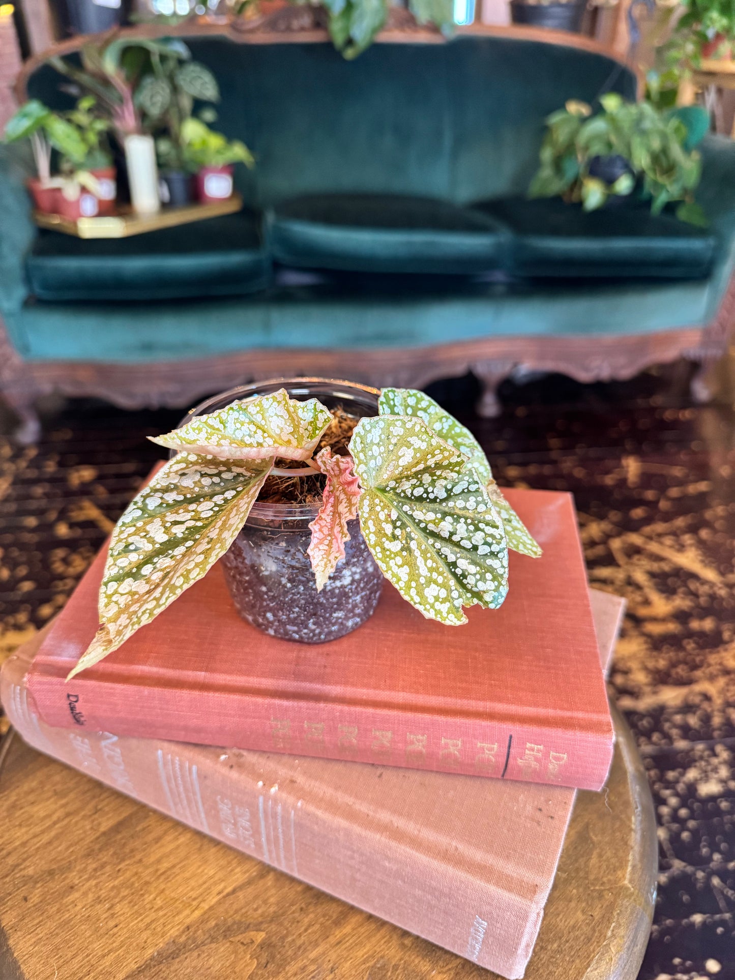 Begonia Snow Capped Variegated