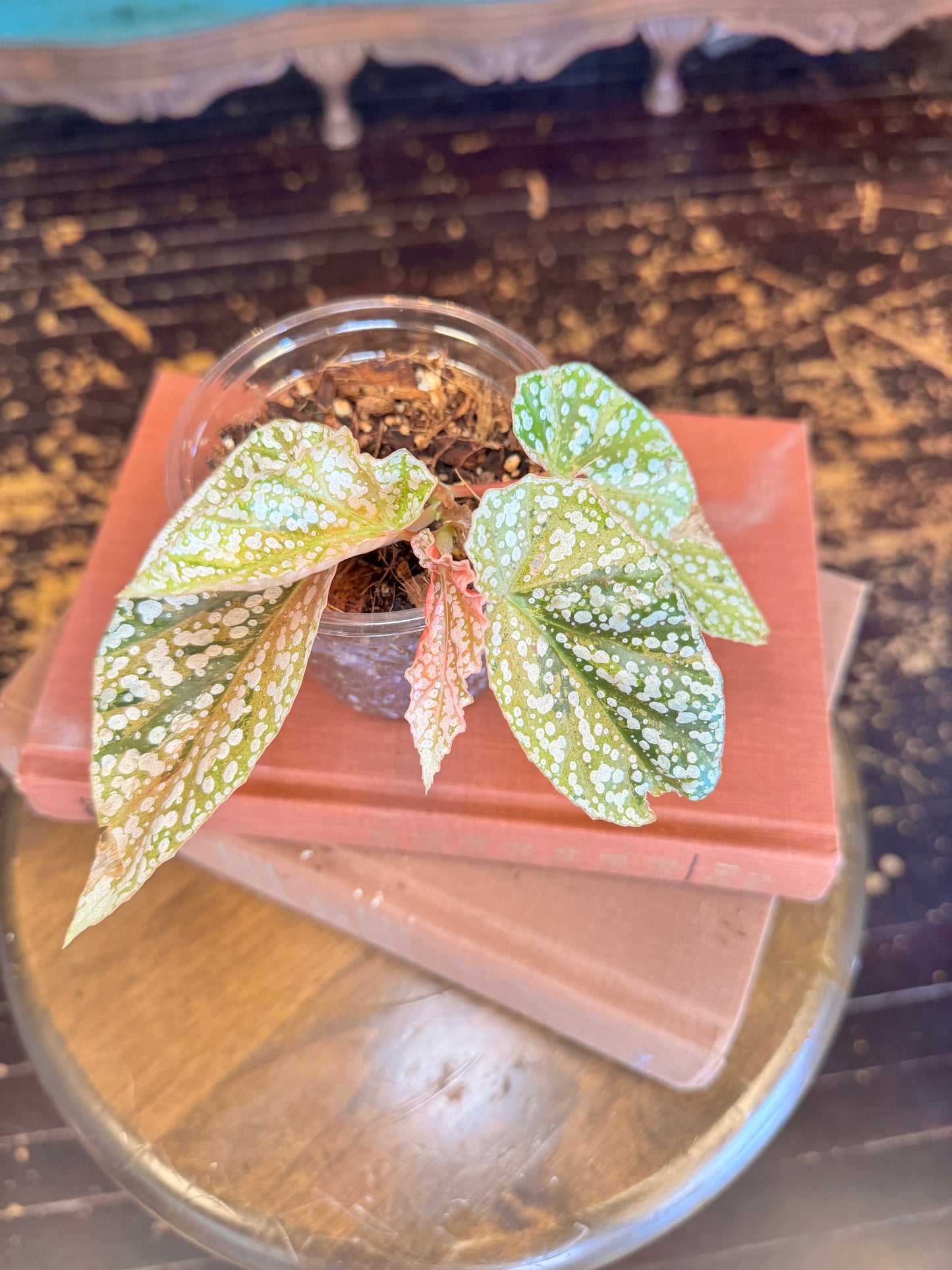 Begonia Snow Capped Variegated