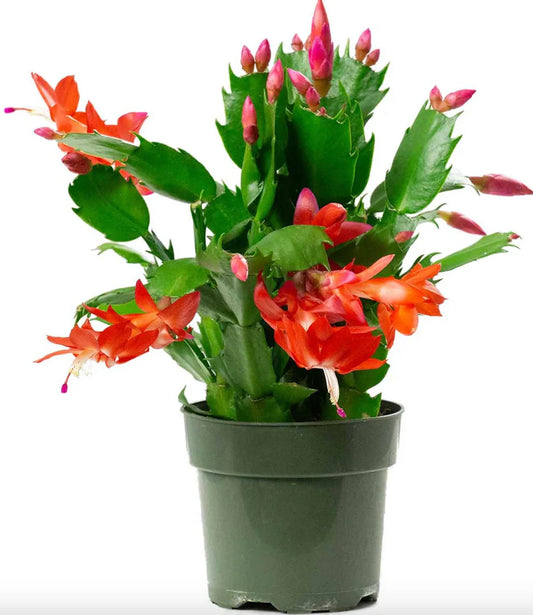 Holiday Cactus