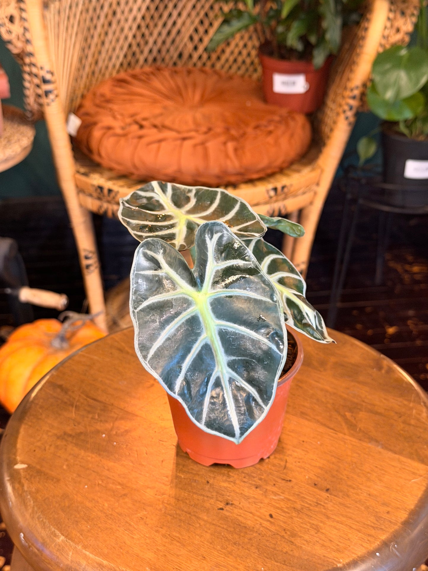 Alocasia Heart Ballon