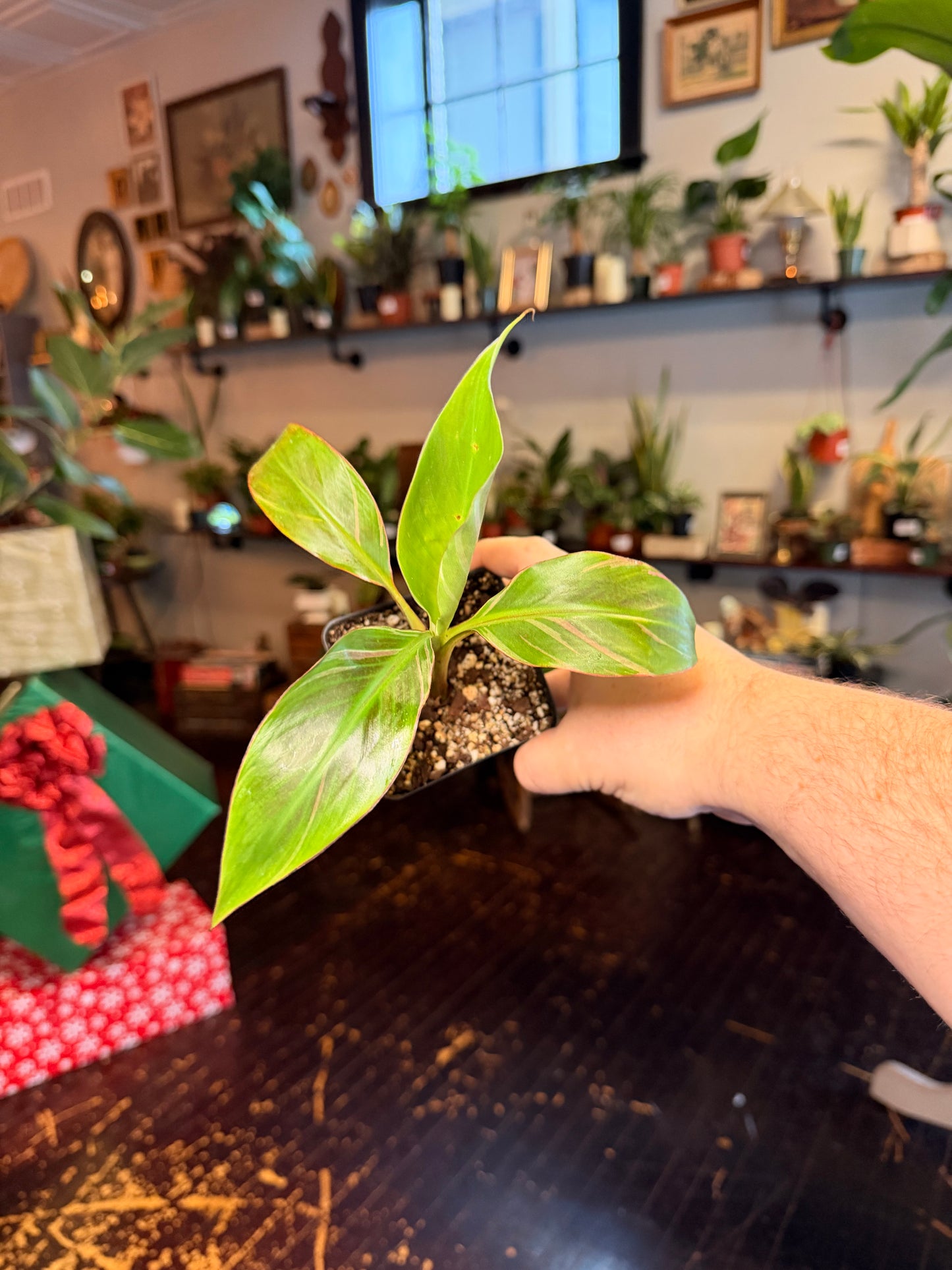 Musa Nono (Pink Variegated Banana Tree)