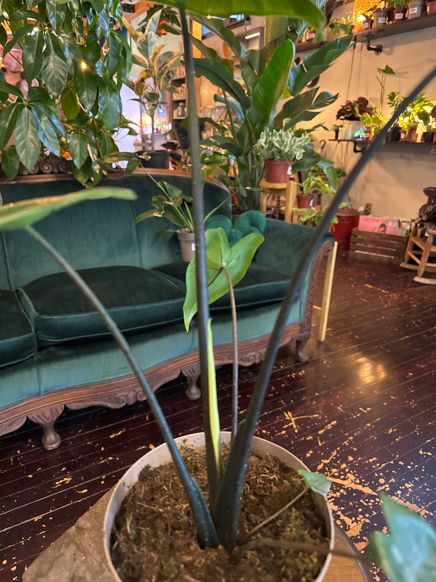 Alocasia Black Zebrina