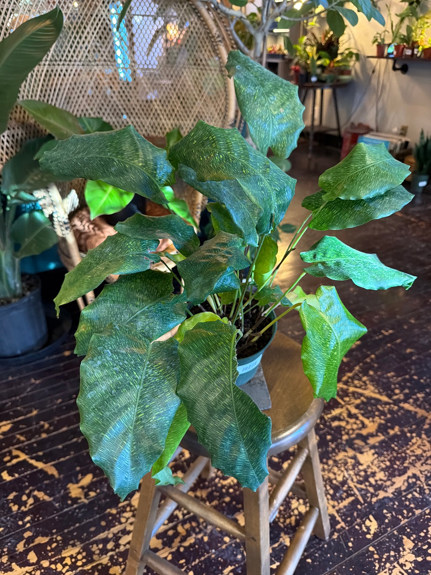 Calathea Musaica 'Network Plant'