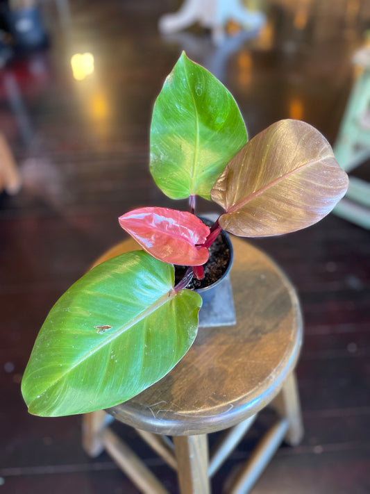 Philodendron Red Cherry