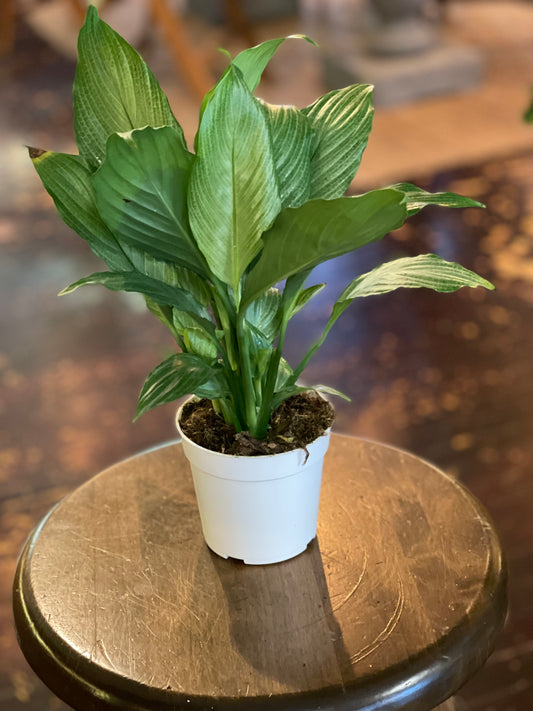 Spathiphyllum Platinum Mist