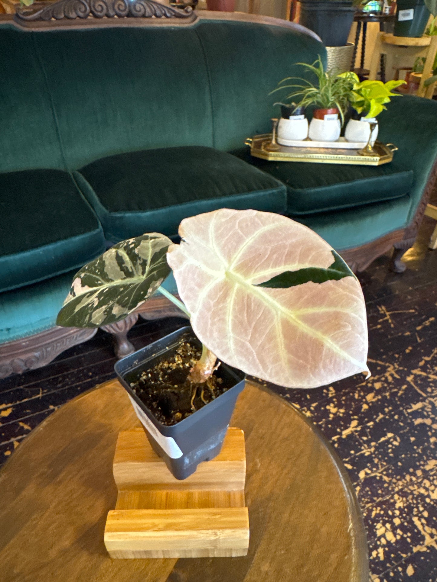 Alocasia Black Velvet - Pink Variegated
