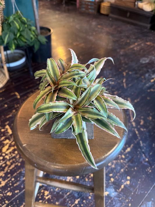 Cryptanthus 'Pink Earth Star'