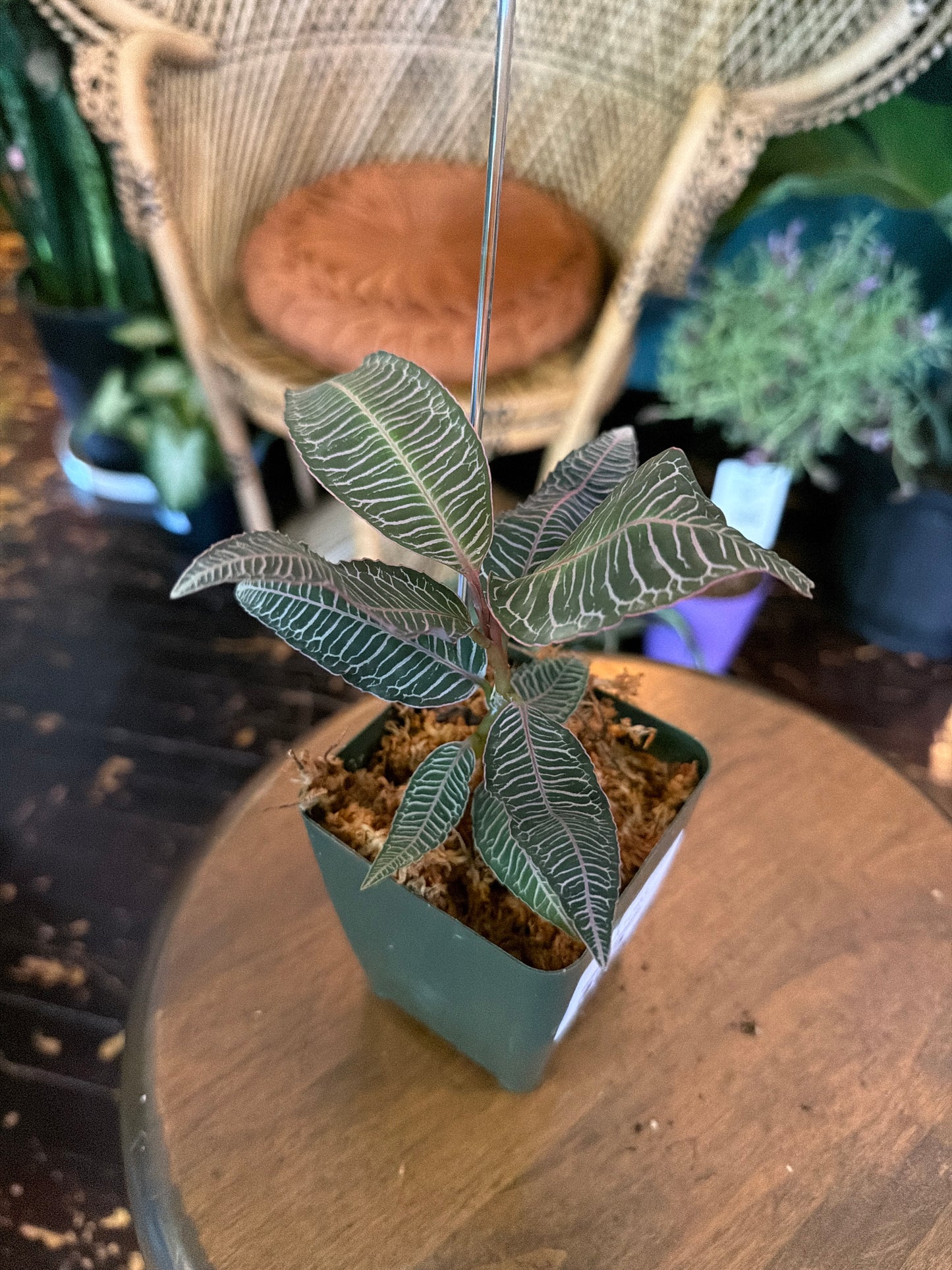 CYBER MONDAY: Labisia sp. Pink Vein 1093