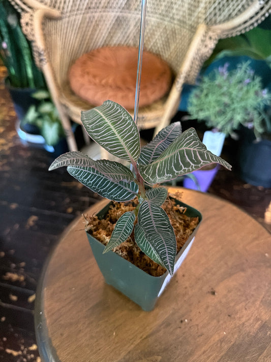 CYBER MONDAY: Labisia sp. Pink Vein 1093