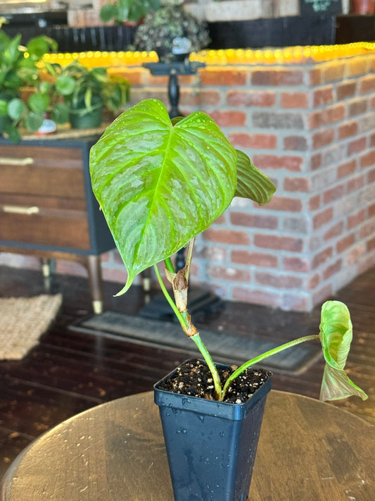Philodendron Majestic