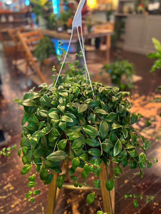 Lipstick Plant 'Mona Lisa'