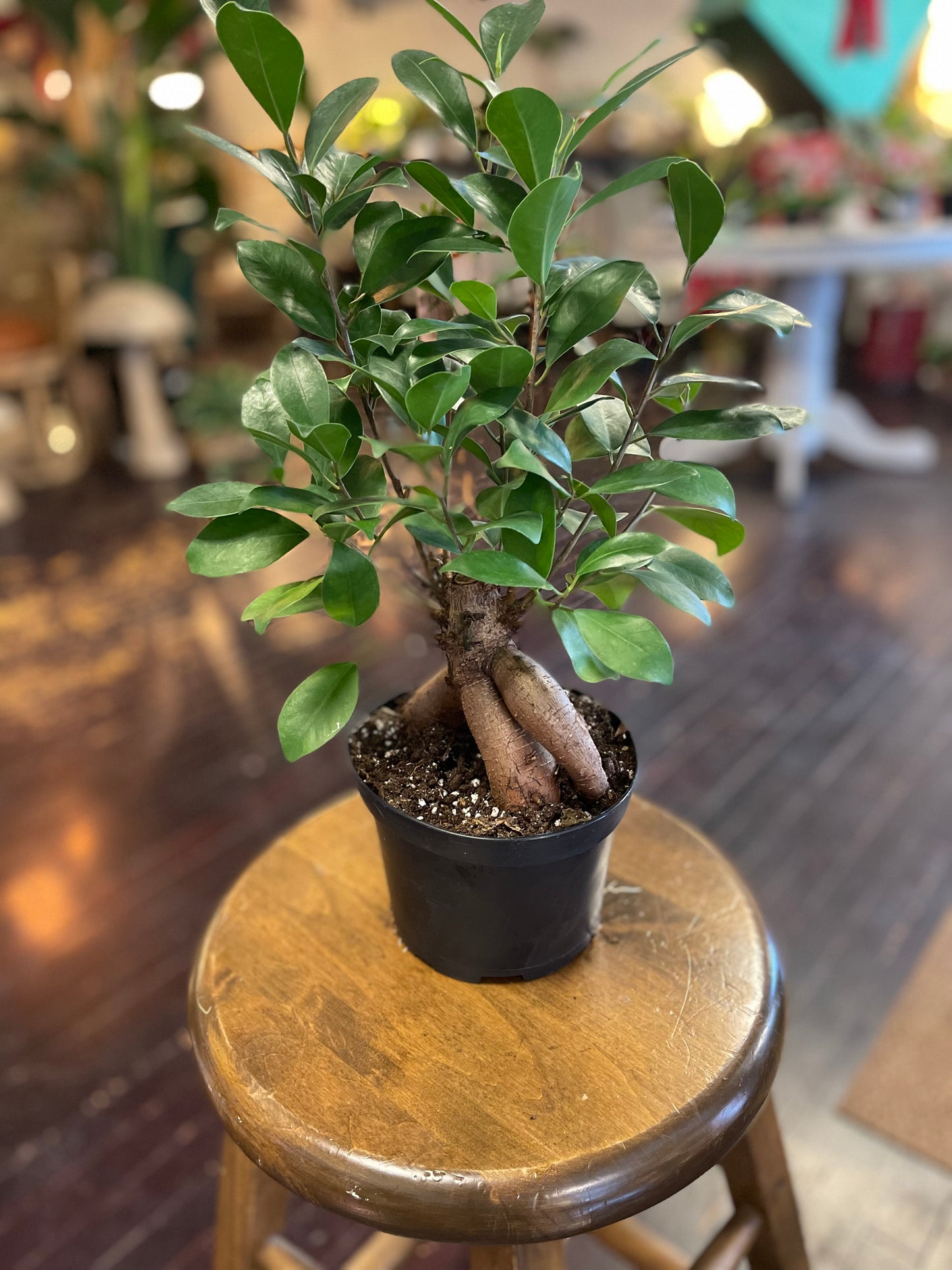 Ginseng Ficus